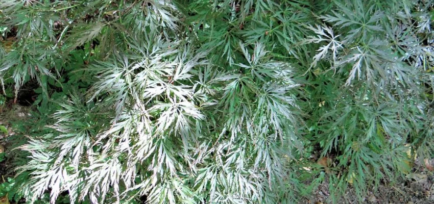 Érable du Japon 'Dissectum' - Acer palmatum 'Dissectum', érable japonais