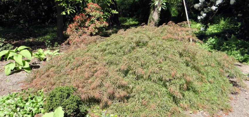 Érable du Japon 'Dissectum' - Acer palmatum 'Dissectum', érable japonais