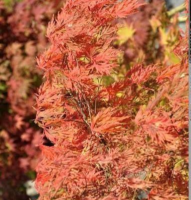 Érable du Japon 'Dissectum' - Acer palmatum 'Dissectum', érable japonais
