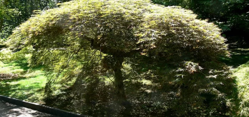 ACER palmatum 'Dissectum' - Erable du japon