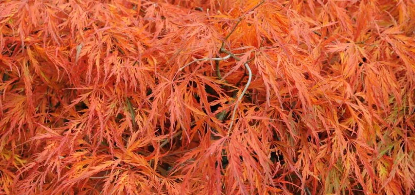 Érable du Japon 'Dissectum' - Acer palmatum 'Dissectum', érable japonais