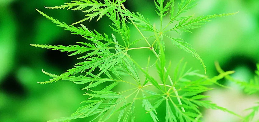 ACER palmatum 'Dissectum' - Erable du japon