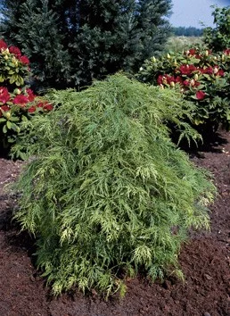 Érable du Japon 'Dissectum' - Acer palmatum 'Dissectum', érable japonais