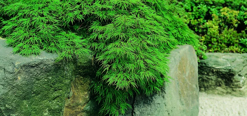 Érable du Japon 'Dissectum' - Acer palmatum 'Dissectum', érable japonais