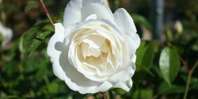 ROSIER TIGE  'ICEBERG'