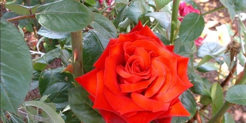 ROSIER TIGE Grande fleur 'INGRID BERGMAN' ® Poulman