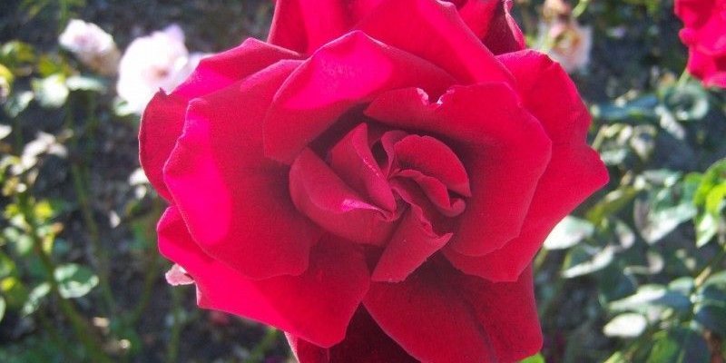 ROSIER TIGE Grande fleur 'INGRID BERGMAN' ® Poulman