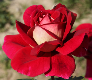 Rosier TIGE Grande fleur 'KRONENBOURG' ® Macbo