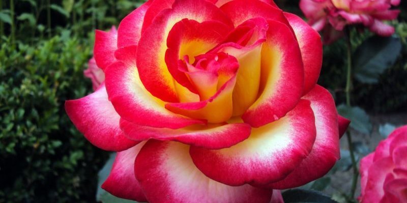 ROSIER TIGE Grande fleur 'LEO FERRE' ® Adabiterse