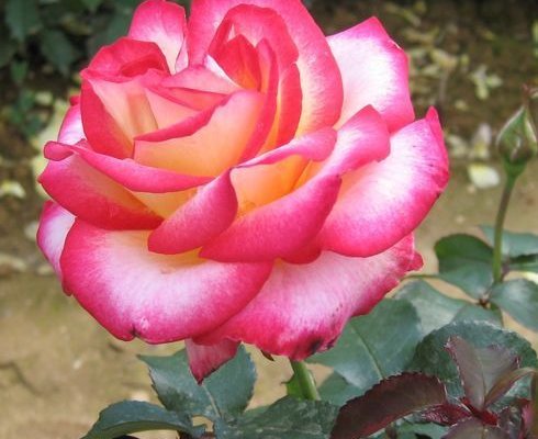 ROSIER TIGE Grande fleur 'LEO FERRE' ® Adabiterse