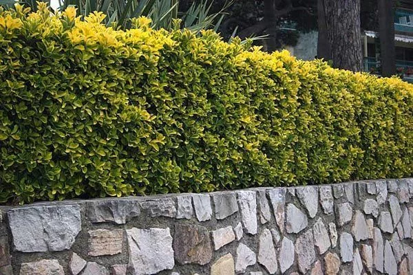 EUONYMUS japonicus 'Aureomarginatus' - Fusain du Japon