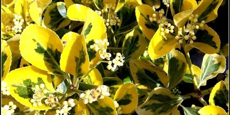 EUONYMUS japonicus 'Aureomarginatus' - Fusain du Japon