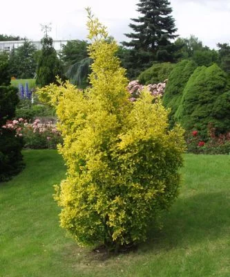 EUONYMUS japonicus 'Aureomarginatus' - Fusain du Japon doré