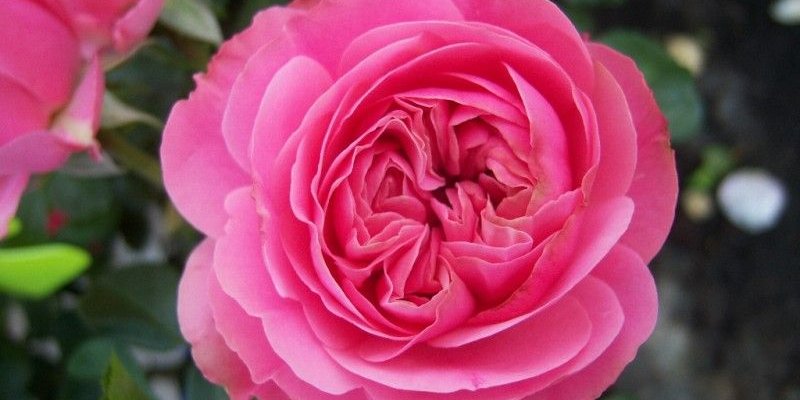 ROSIER TIGE Grande fleur 'LEONARD DE VINCI' ® Meideauri