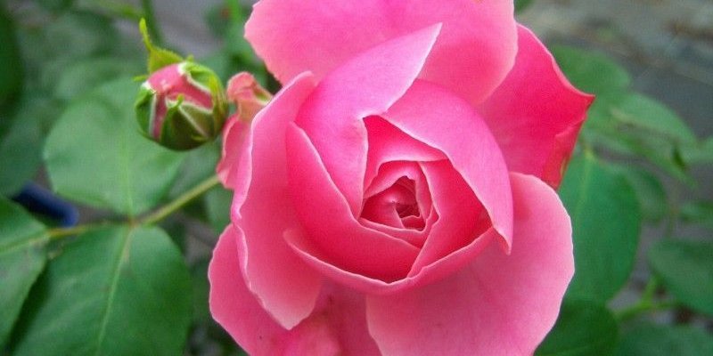 ROSIER TIGE Grande fleur 'LEONARD DE VINCI' ® Meideauri