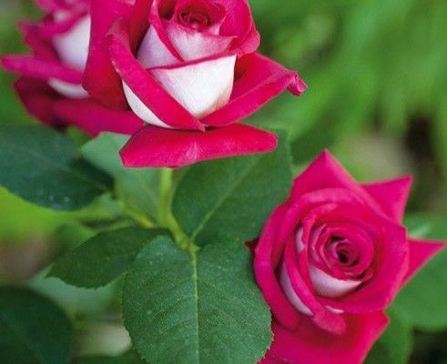 ROSIER TIGE Grande fleur 'MONICA BELLUCCI' ® Meimonkeur