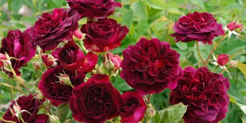 Rosier AUSTIN TIGE 'MUNSTEAD WOOD' ® Ausbernard