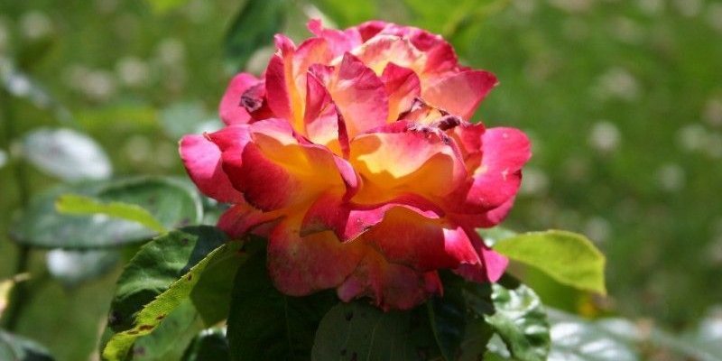 ROSIER TIGE Grande fleur 'PULLMANN ORIENT EXPRESS' ® Baipeace