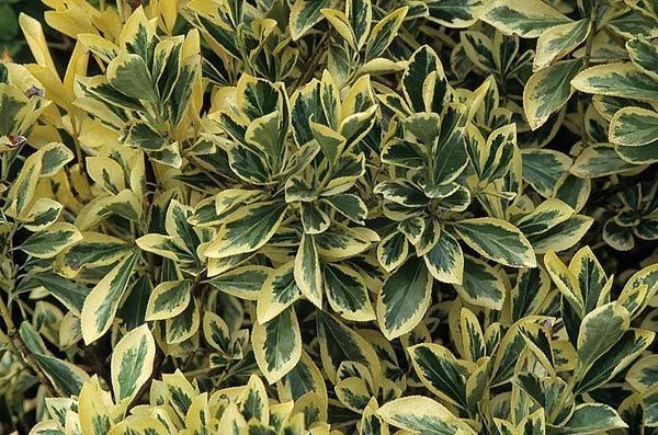 EUONYMUS japonicus 'Bravo' - Fusain du Japon
