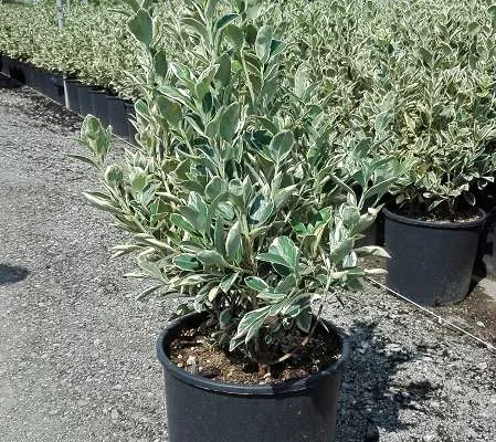 EUONYMUS japonicus 'Bravo' - Fusain du Japon a feuilles persistantes