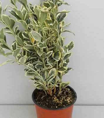 EUONYMUS japonicus 'Bravo' - Fusain du Japon