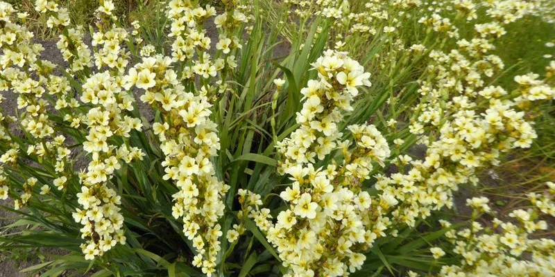 SISYRINCHIUM striatum - Bermudienne