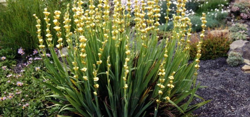 SISYRINCHIUM striatum - Bermudienne