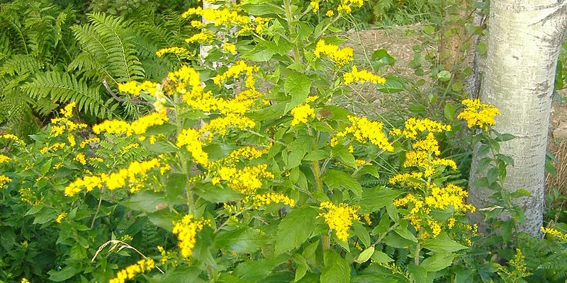 SOLIDAGO 'Goldenmosa' - Verge d'or