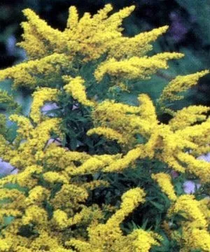 SOLIDAGO 'Goldkind'