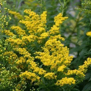 SOLIDAGO 'Goldkind'