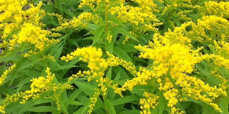 SOLIDAGO 'Strahlenkrone' - Verge d'Or