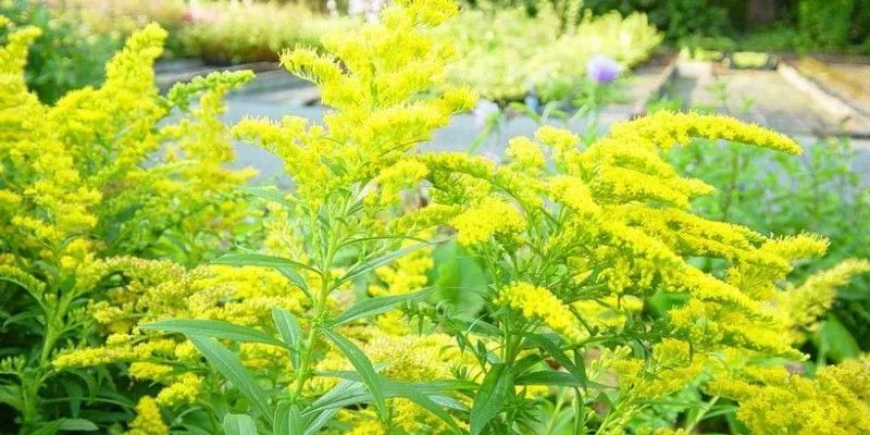 SOLIDAGO 'Strahlenkrone' - Verge d'Or