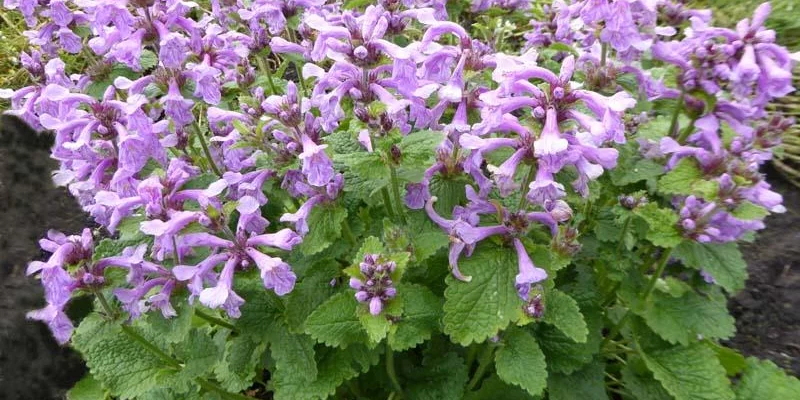 STACHYS grandiflora 'Superba' - Epiaire