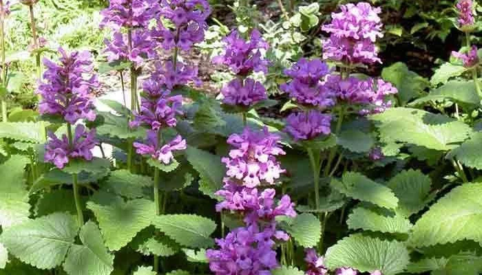 STACHYS grandiflora 'Superba' - Epiaire