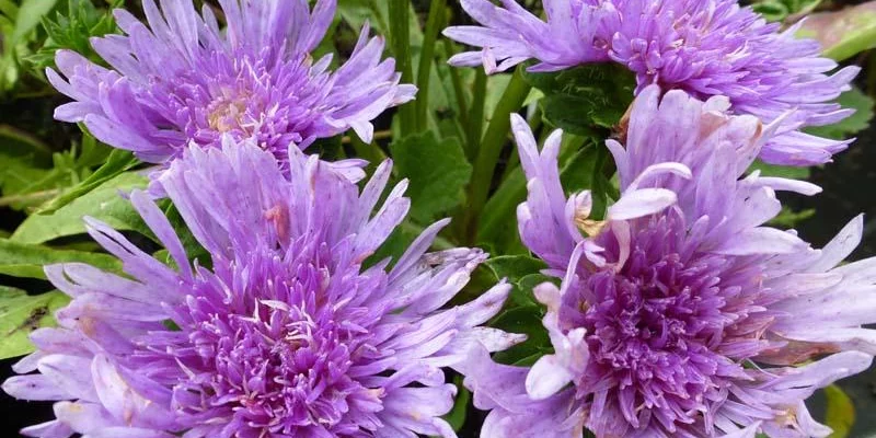 STOKESIA laevis