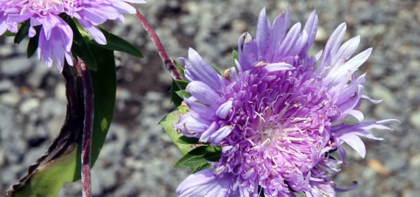 STOKESIA laevis