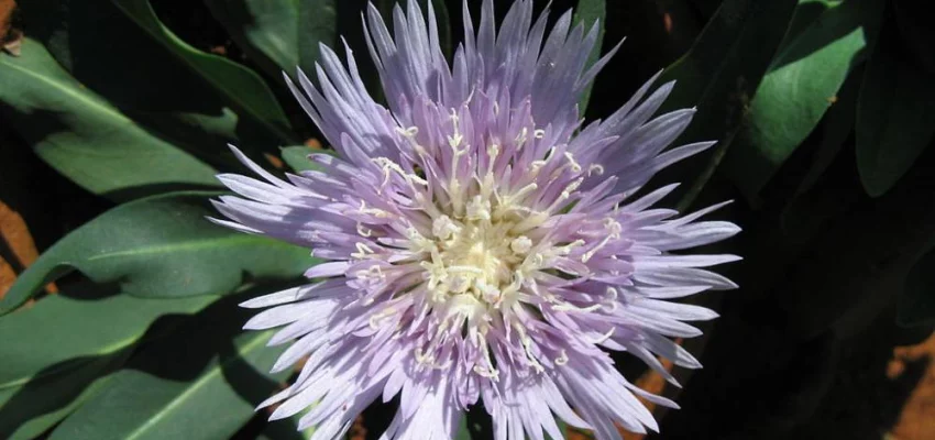 STOKESIA laevis