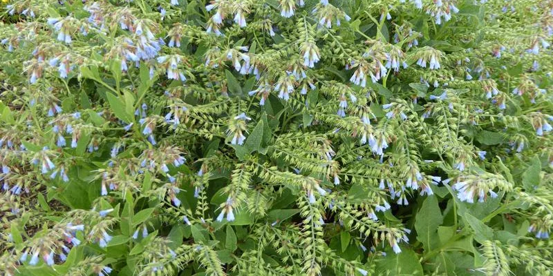 SYMPHYTUM azureum - Consoude