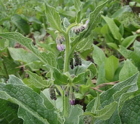 SYMPHYTUM azureum - Consoude