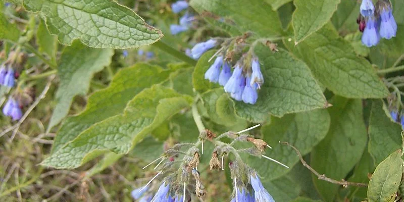 SYMPHYTUM azureum - Consoude