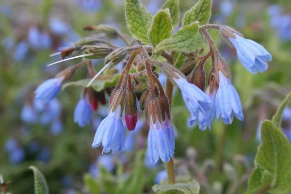 SYMPHYTUM azureum - Consoude