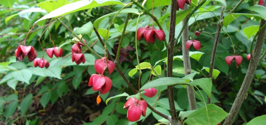 EUONYMUS planipes - Fusain à gros fruits