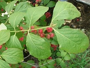 EUONYMUS planipes - Fusain à gros fruits