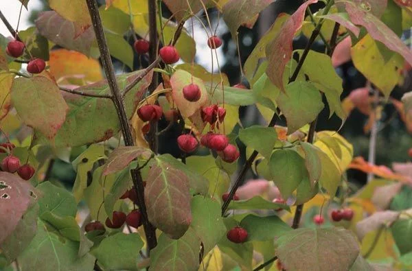 EUONYMUS planipes - Fusain à gros fruits