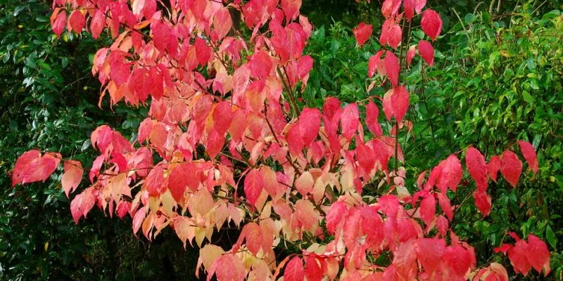 EUONYMUS planipes - Fusain à gros fruits