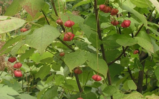 EUONYMUS planipes - Fusain à gros fruits