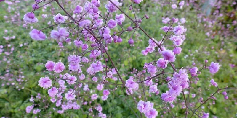 THALICTRUM delavayi 'Hewitt's Double' - Pigamon