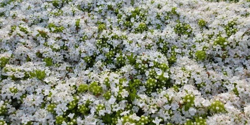 THYMUS praecox 'Albiflorus'