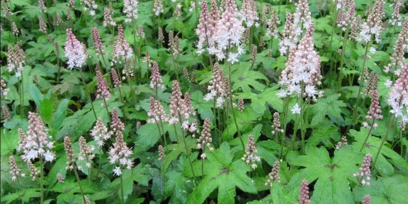 TIARELLA 'Pink Bouquet' - Tiarelle