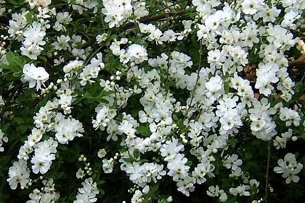 EXOCHORDA macrantha 'The Bride' - Buisson de perles 'The Bride'